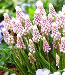 images/productimages/small/N336 MUSCARI PINK SUNRICE.jpg